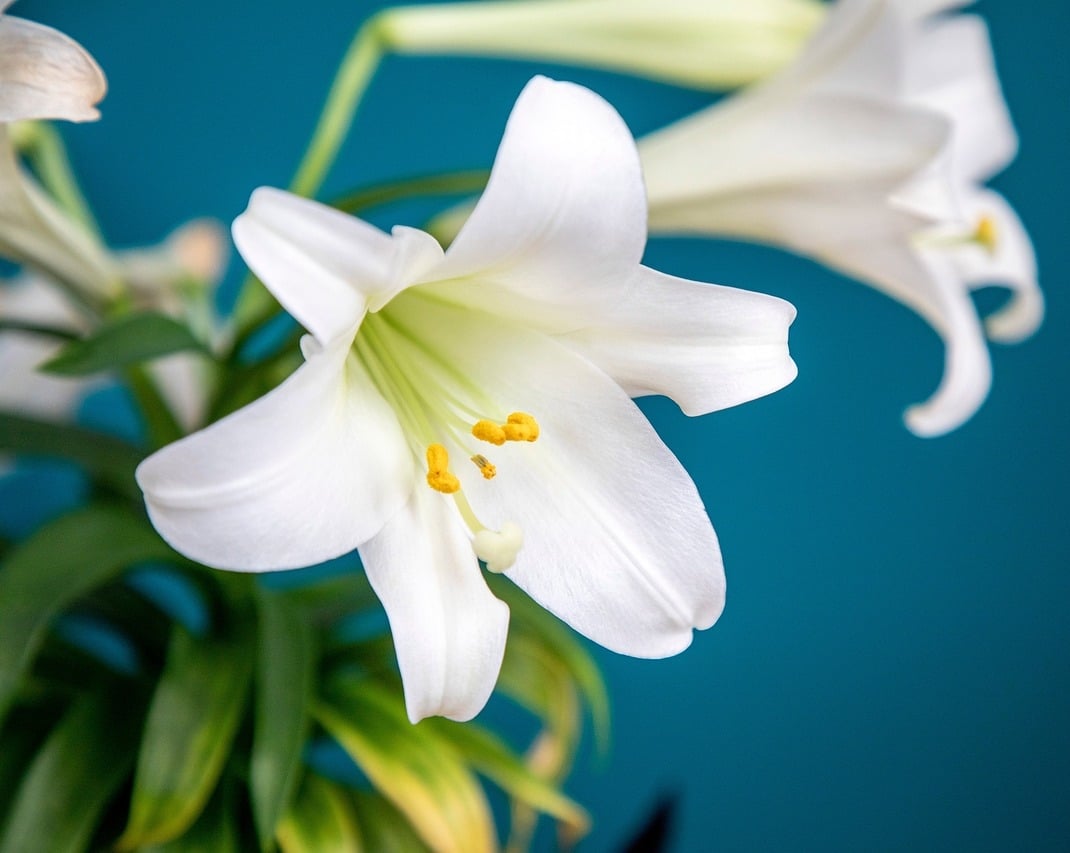 Easter Lily