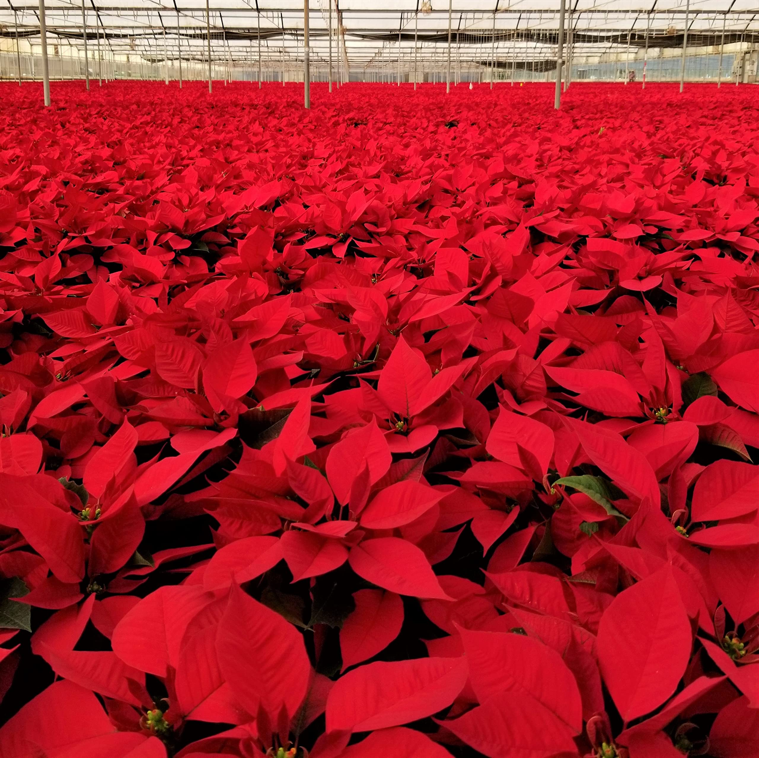 Poinsettia